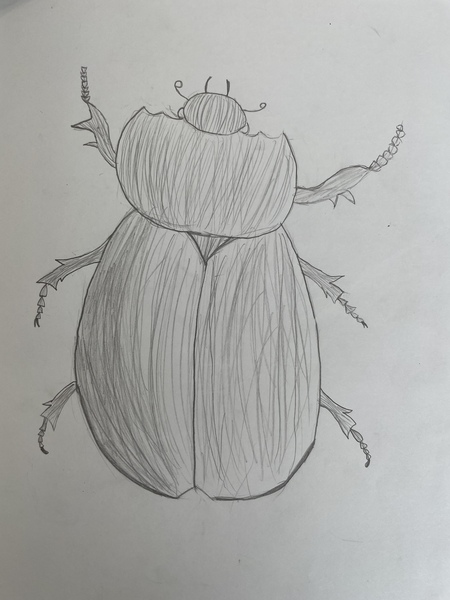 Hazel Beetle 2